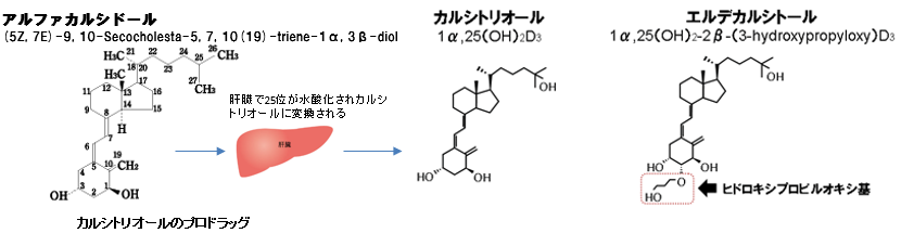 アルファカルシドール代謝経路